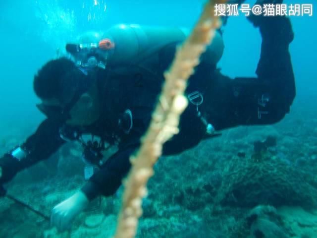 熊猫安安冒险记